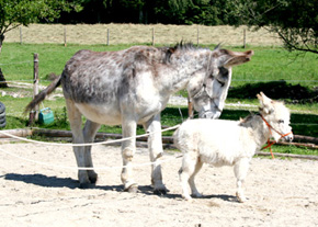 Grossesel Eddi mit Miniesel Picasso (war als Gast bei uns)